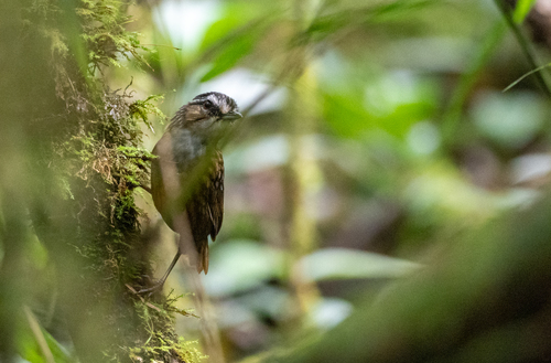 Mountain Wren-Babbler (Gypsophila crassa), photo 6