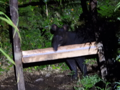 Tapirus pinchaque