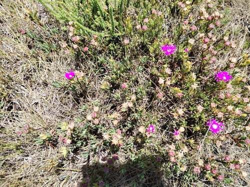 Lampranthus lavisii, photograph 5