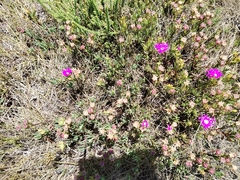 Lampranthus lavisii, photograph (c) Andrew Gillespie, some rights reserved (CC BY)