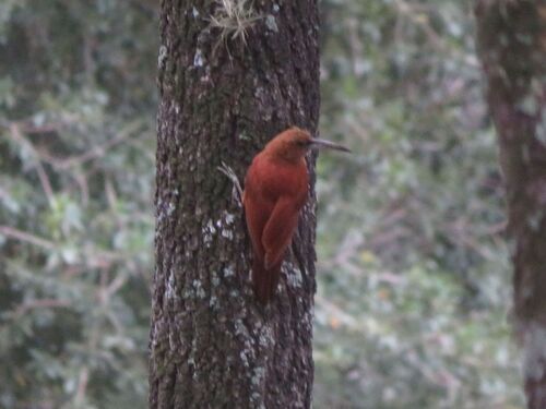 Grand Grimpar (Xiphocolaptes major)