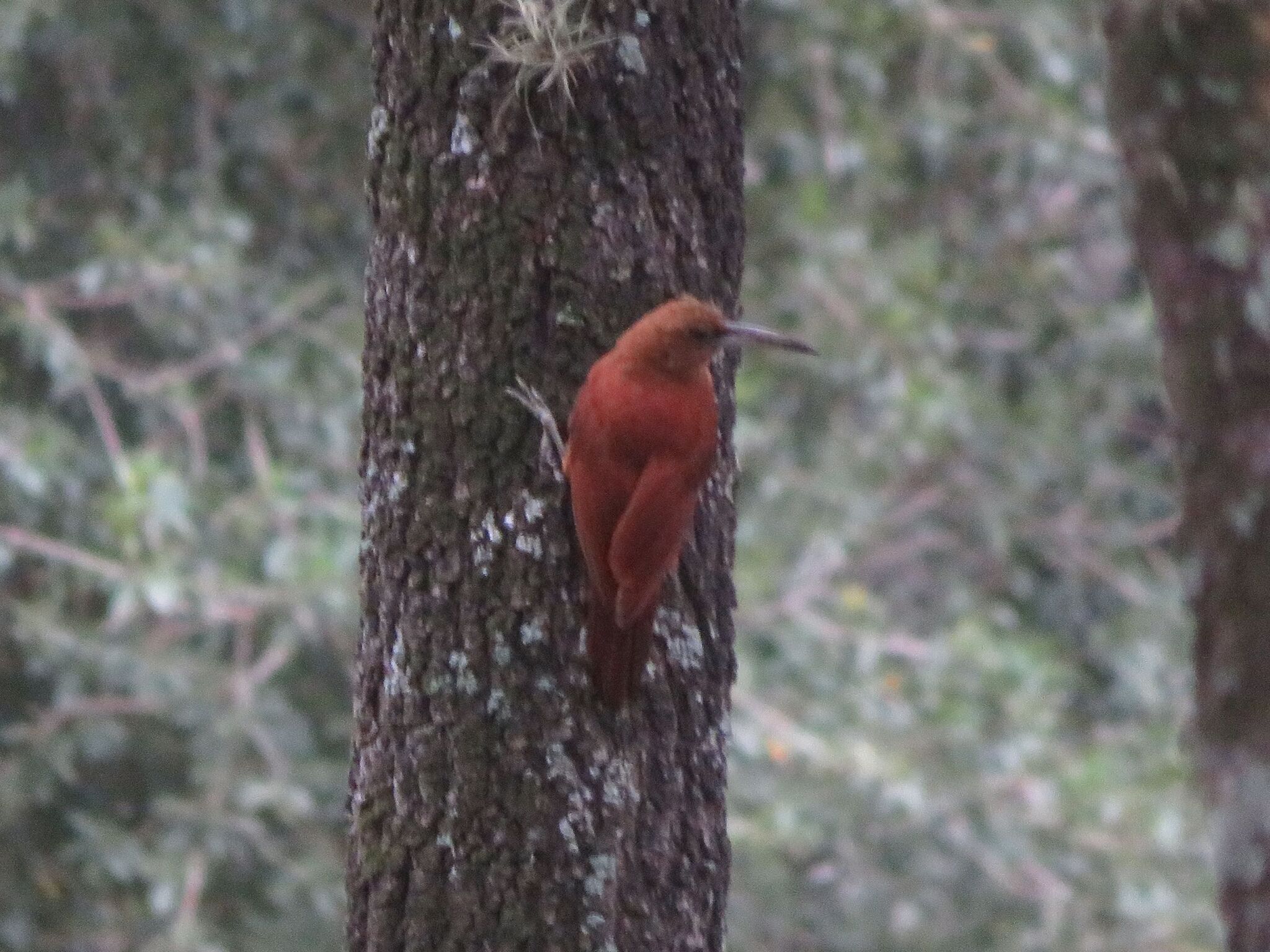 Great Rufous Woodcreeper illustration