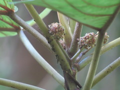 Touchardia latifolia