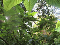 Touchardia latifolia