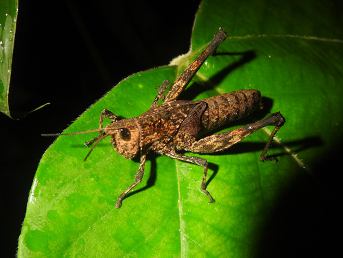 Colpolopha biloba