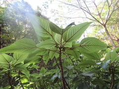 Touchardia latifolia