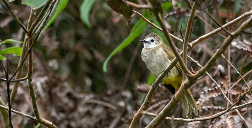 Pale-faced Bulbul (Pycnonotus leucops), photo 2