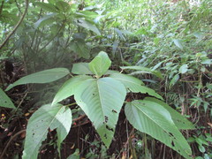 Touchardia latifolia