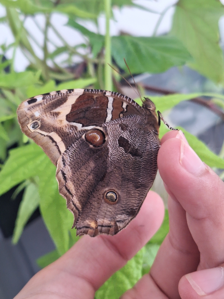 Opoptera aorsa
