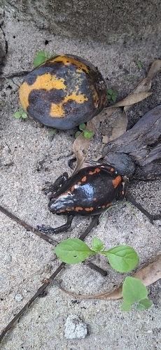 Red-Banded Rubber Frog