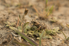 Uperoleia laevigata