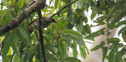 Cream-eyed Bulbul (Pycnonotus pseudosimplex), photo 3