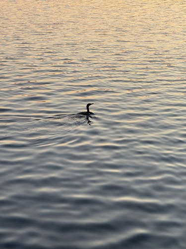 Double-crested Cormorant