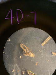 Tettigidea lateralis