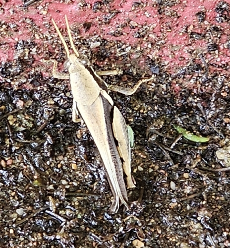 Phaeocatantops solitarius