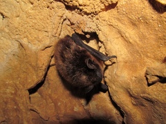 Eptesicus nilssonii