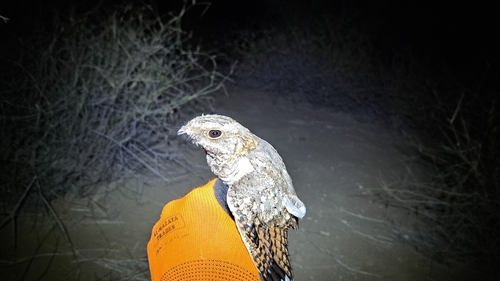 Nubian Nightjar