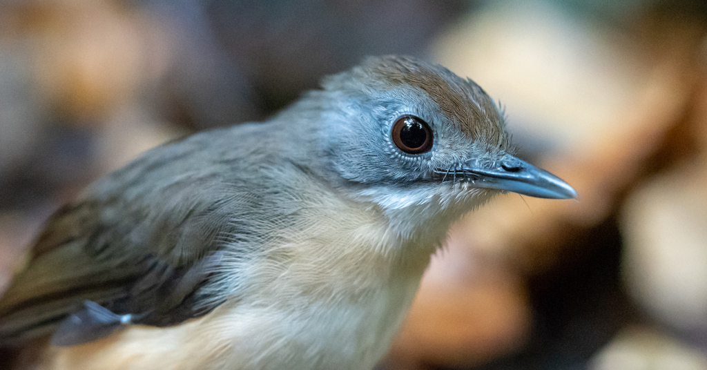 Short-Tailed Babbler