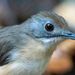 Short-tailed Babbler - Photo (c) Forest Botial-Jarvis, some rights reserved (CC BY-NC), uploaded by Forest Botial-Jarvis