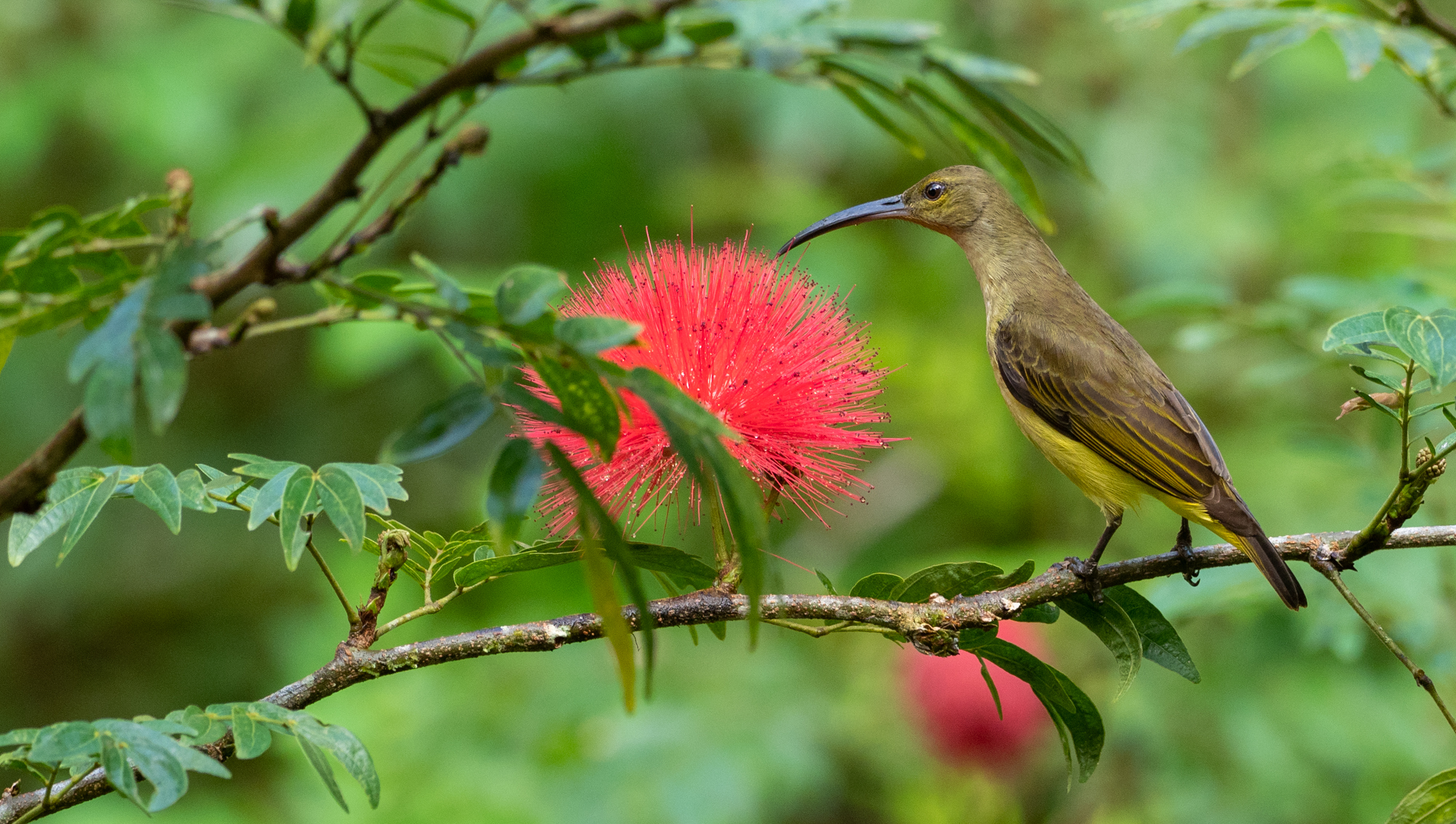 Thick-billed Spiderhunter (Arachnothera crassirostris), photo 7