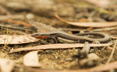 Acritoscincus platynotus