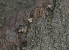 Bembicium