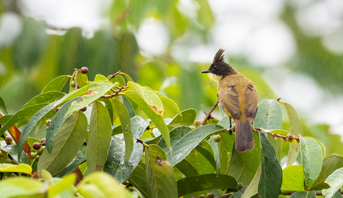Bornean Bulbul (Rubigula montis), photo 3