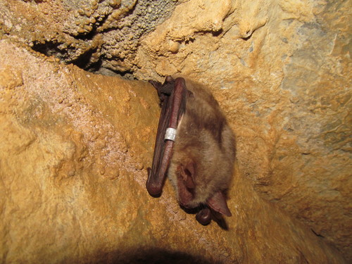Lesser mouse-eared bat