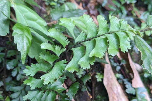 Hymenasplenium cheilosorum, photograph 5