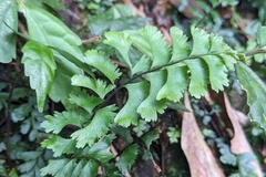 (c) 許文俊, some rights reserved (CC BY-SA) Hymenasplenium cheilosorum, photograph (c) 許文俊, some rights reserved (CC BY-SA)