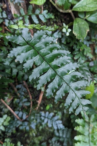 Hymenasplenium cheilosorum, photograph 6