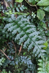 Hymenasplenium cheilosorum, photograph (c) 許文俊, some rights reserved (CC BY-SA)