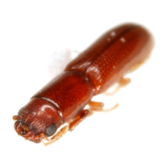 Euschaefferia hicoriae