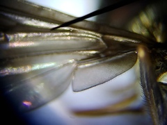 Ocyptamus antiphates