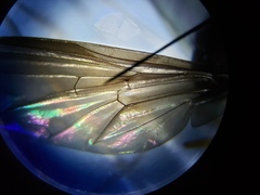 Ocyptamus antiphates