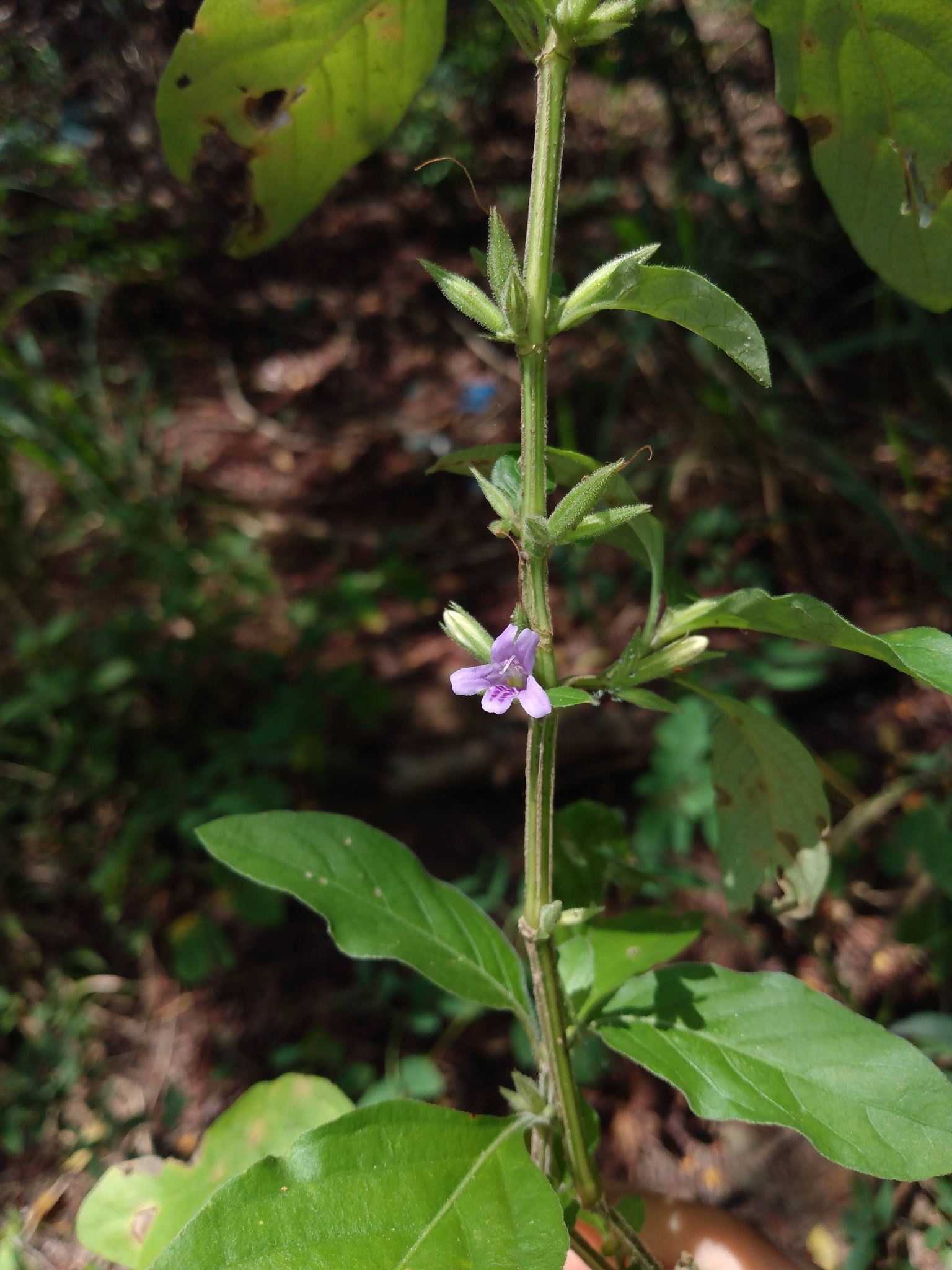 Dyschoriste eulinae