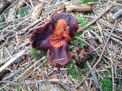 Lactarius atrobadius