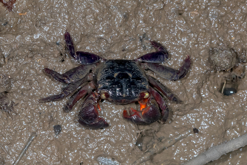 Maroon Mangrove Crab