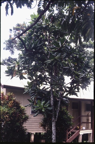 Barringtonia edulis, photograph 2