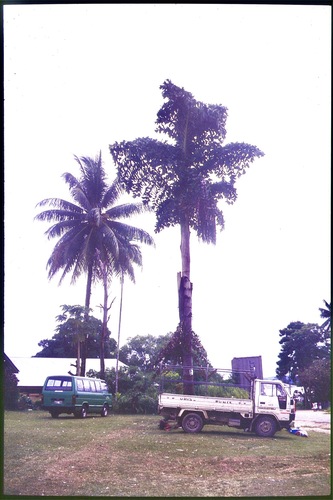Albert palm (Caryota rumphiana)