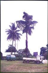 Rumph's Fishtail Palm (Caryota rumphiana)