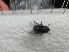 Calliphora