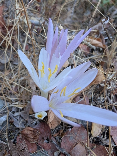 Colchicum troodi