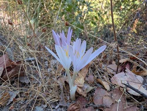 Colchicum troodi