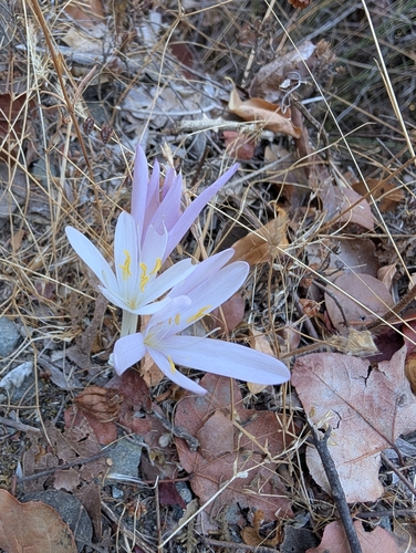 Colchicum troodi