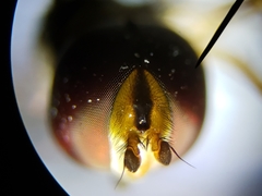 Ocyptamus antiphates