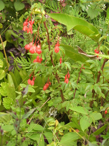 Begonia foliosa