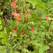 Begonia fuchsioides - Photo (c) Yercaud-elango, μερικά δικαιώματα διατηρούνται (CC BY-SA)