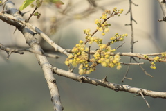 Flacourtia indica
