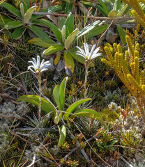 Celmisia laricifolia